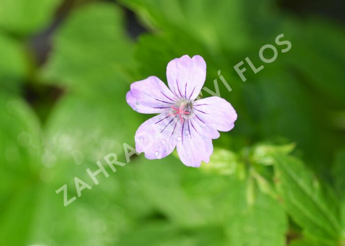 Kakost uzlinkatý - Geranium nodosum