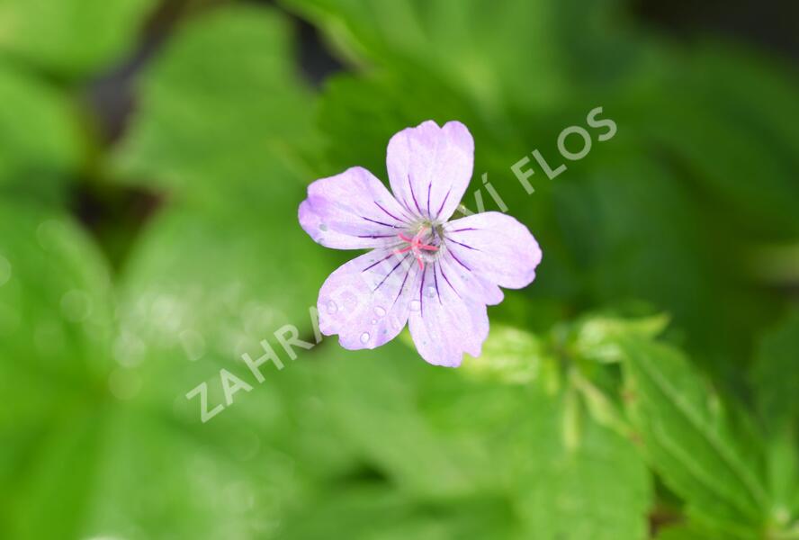 Kakost uzlinkatý - Geranium nodosum