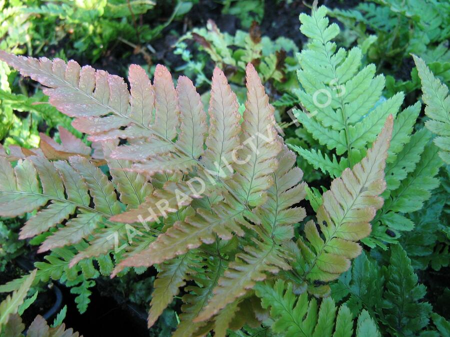 Kapraď červenavá - Dryopteris erythrosora
