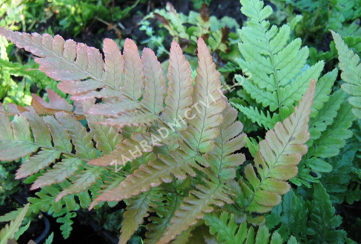 Kapraď červenavá - Dryopteris erythrosora