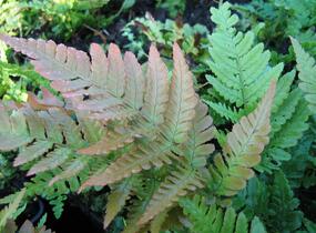 Kapraď červenavá - Dryopteris erythrosora