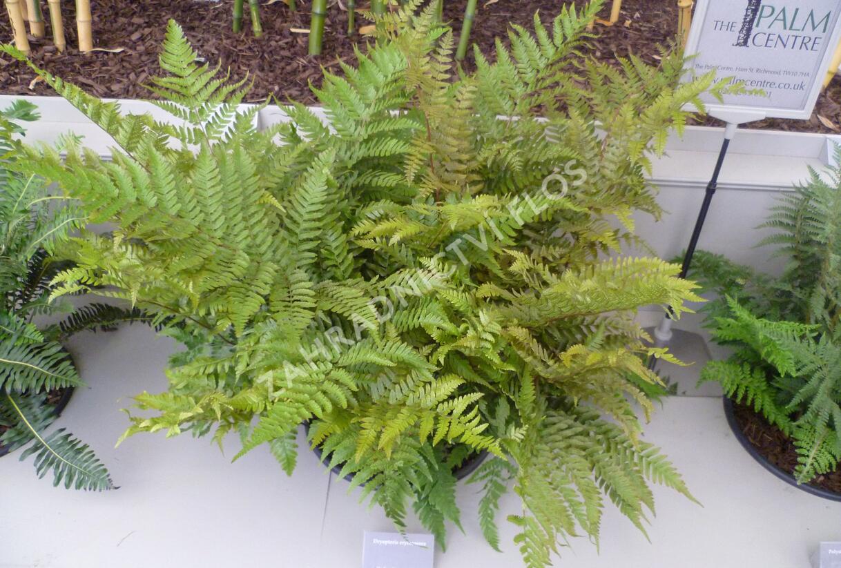 Kapraď červenavá - Dryopteris erythrosora