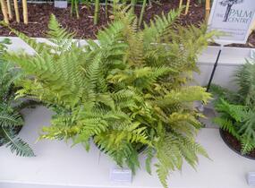 Kapraď červenavá - Dryopteris erythrosora