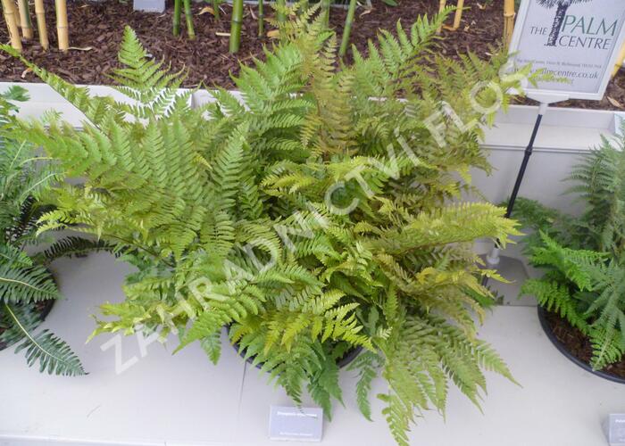 Kapraď červenavá - Dryopteris erythrosora