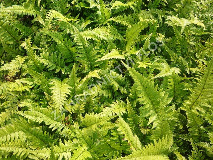 Kapradina 'Roca' - Polystichum tsus-simense 'Roca'