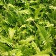 Kapradina 'Roca' - Polystichum tsus-simense 'Roca'