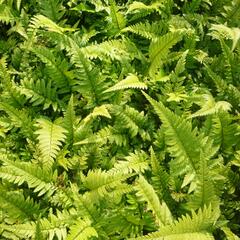 Kapradina 'Roca' - Polystichum tsus-simense 'Roca'