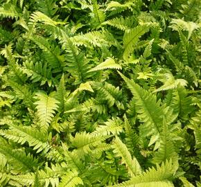 Kapradina 'Roca' - Polystichum tsus-simense 'Roca'
