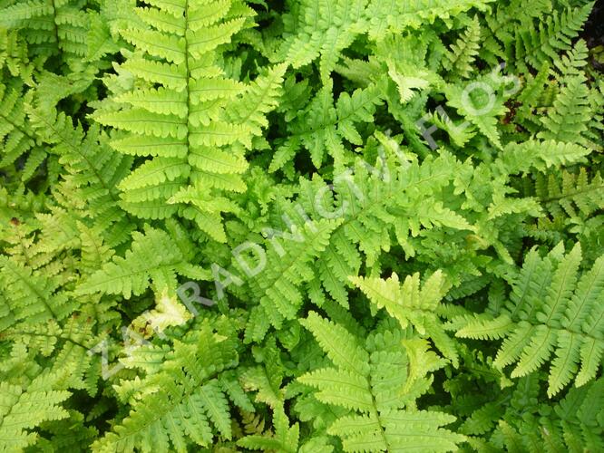 Kapraď rezavá 'Crispa' - Dryopteris affinis 'Crispa'