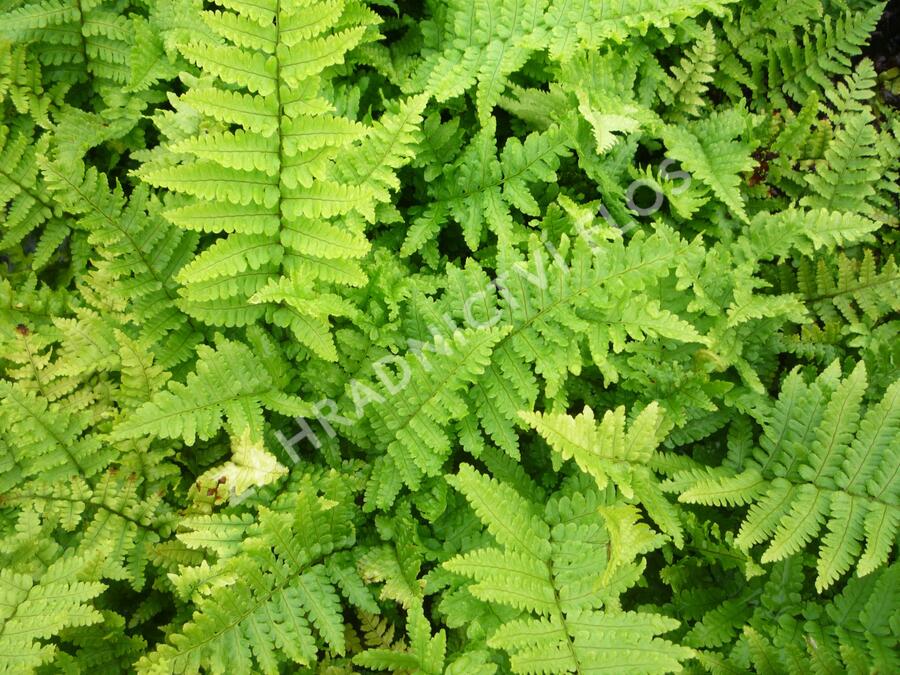 Kapraď rezavá 'Crispa' - Dryopteris affinis 'Crispa'