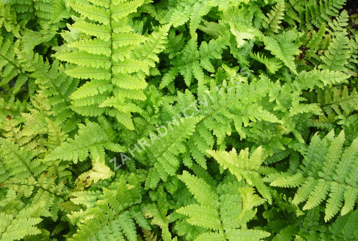 Kapraď rezavá 'Crispa' - Dryopteris affinis 'Crispa'