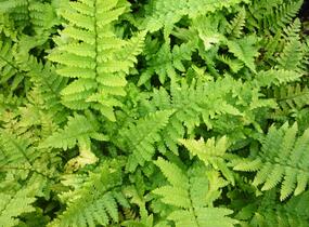 Kapraď rezavá 'Crispa' - Dryopteris affinis 'Crispa'