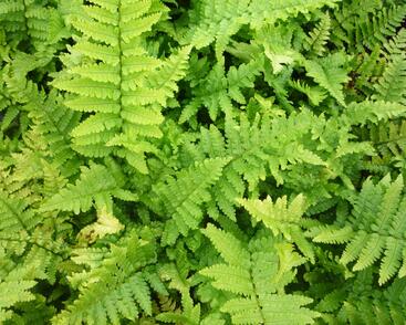 Kapraď rezavá 'Crispa'