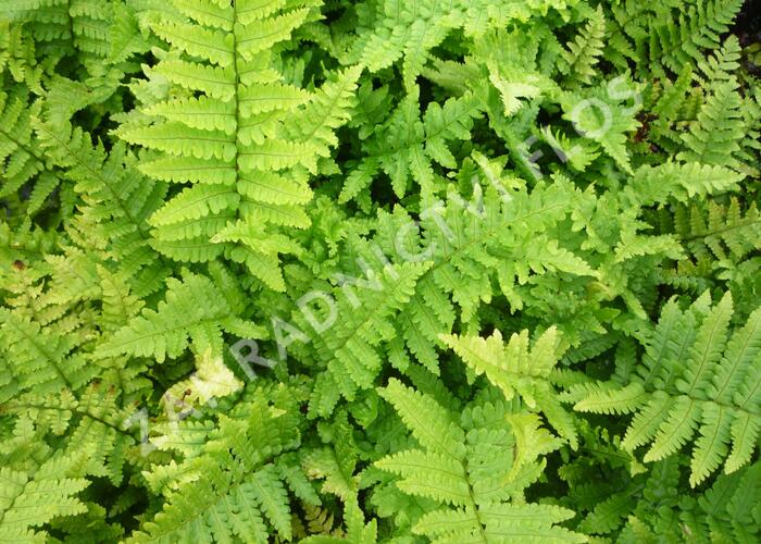 Kapraď rezavá 'Crispa' - Dryopteris affinis 'Crispa'