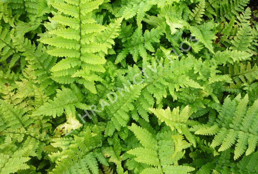 Kapraď rezavá 'Crispa' - Dryopteris affinis 'Crispa'