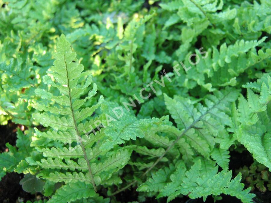 Kapraď rezavá 'Crispa' - Dryopteris affinis 'Crispa'