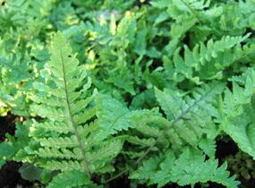 Kapraď rezavá 'Crispa' - Dryopteris affinis 'Crispa'