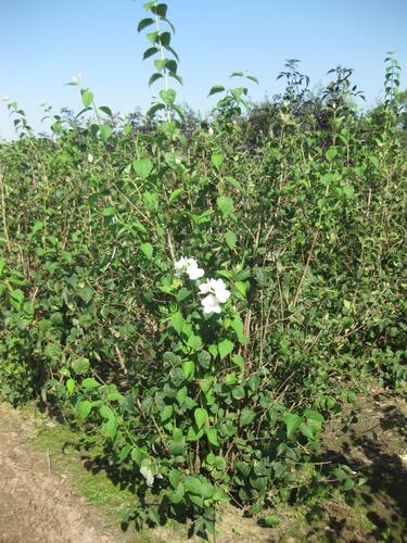 Pustoryl pýřitý - Philadelphus pubescens