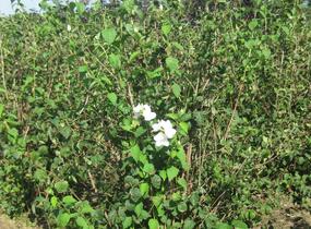 Pustoryl pýřitý - Philadelphus pubescens