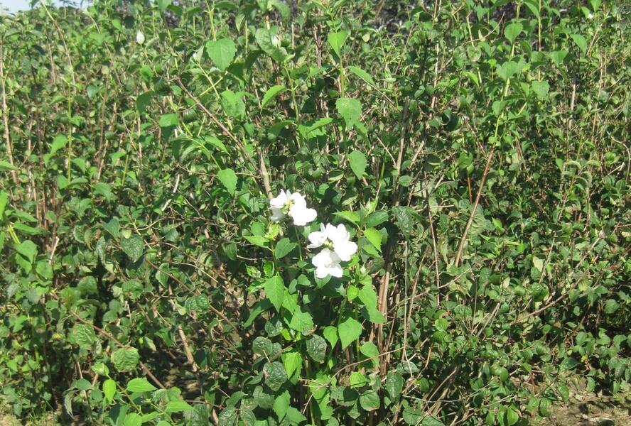 Pustoryl pýřitý - Philadelphus pubescens