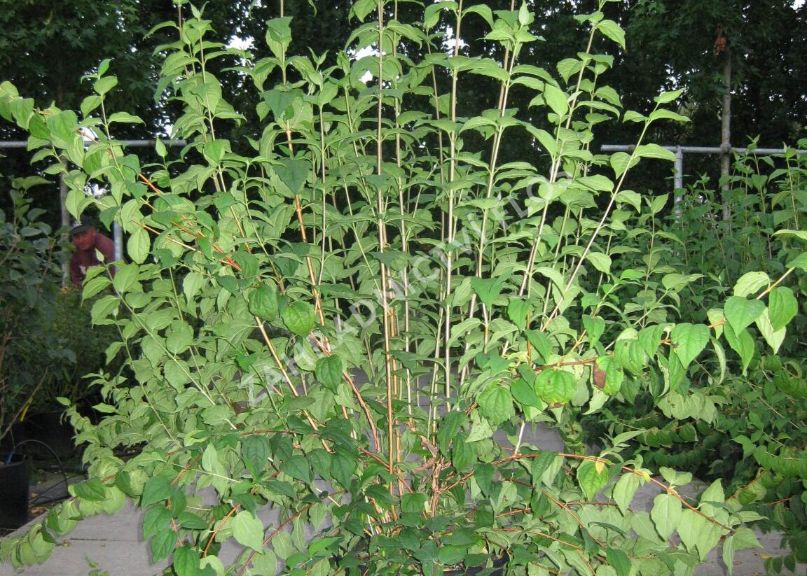 Pustoryl pýřitý - Philadelphus pubescens
