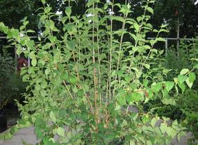 Pustoryl pýřitý - Philadelphus pubescens