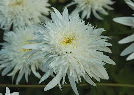 Kopretina velkokvětá 'Eisstern' - Leucanthemum x superbum 'Eisstern'