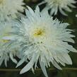 Kopretina velkokvětá 'Eisstern' - Leucanthemum x superbum 'Eisstern'