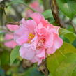 Kamélie japonská - Camelia japonica