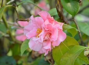 Kamélie japonská - Camellia japonica