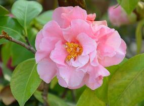 Kamélie japonská - Camellia japonica