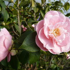 Kamélie japonská - Camelia japonica
