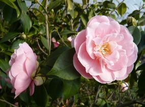 Kamélie japonská - Camellia japonica