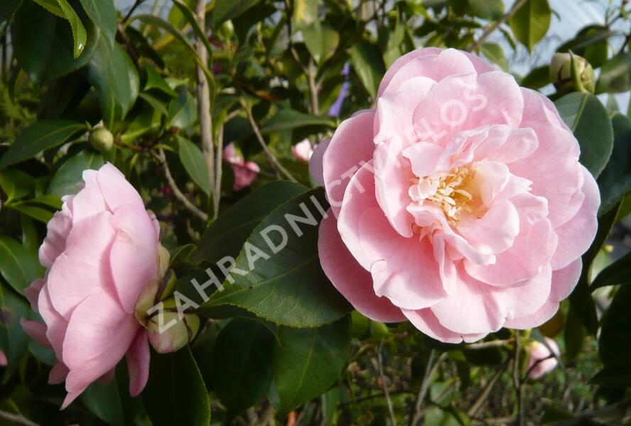 Kamélie japonská - Camellia japonica