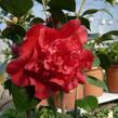 Kamélie japonská - Camelia japonica