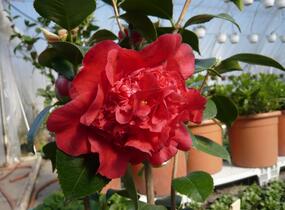 Kamélie japonská - Camellia japonica