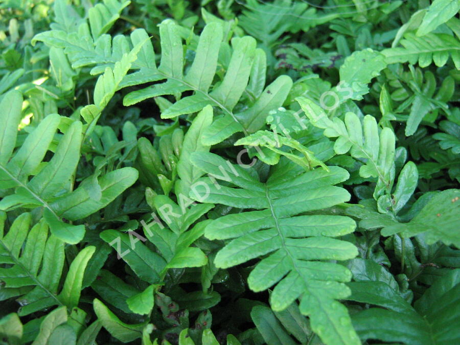 Osladič obecný - Polypodium vulgare