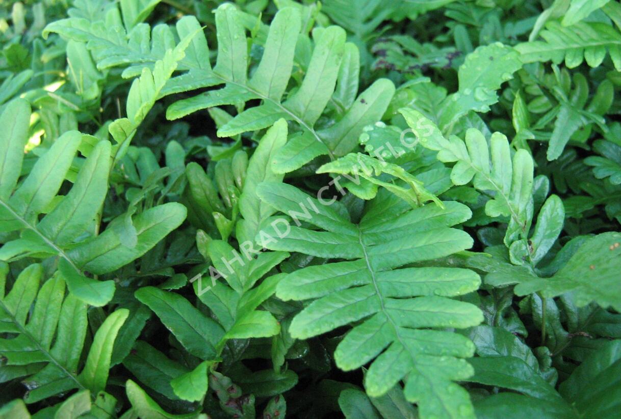 Osladič obecný - Polypodium vulgare