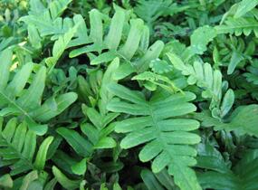 Osladič obecný - Polypodium vulgare
