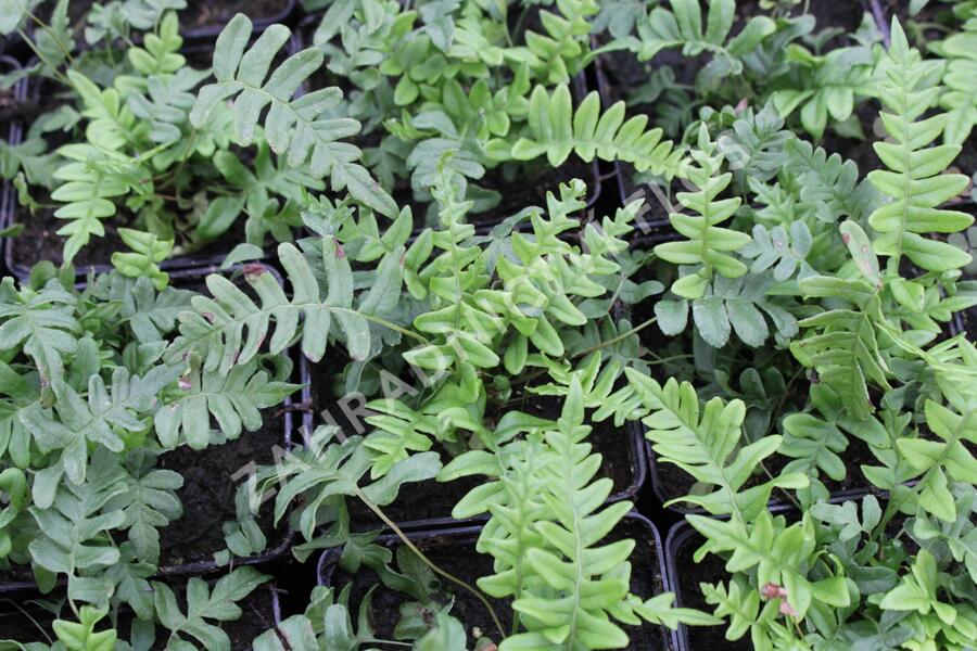 Osladič obecný - Polypodium vulgare