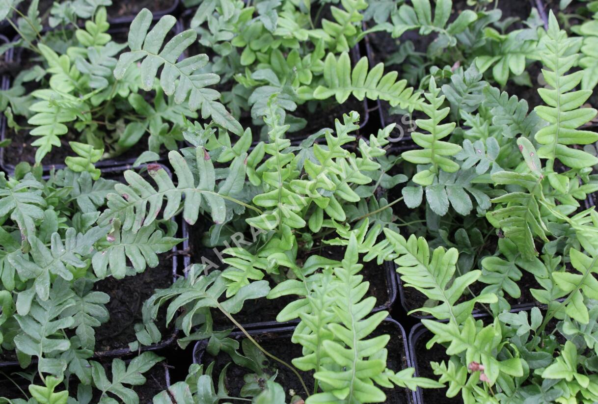 Osladič obecný - Polypodium vulgare