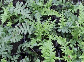 Osladič obecný - Polypodium vulgare
