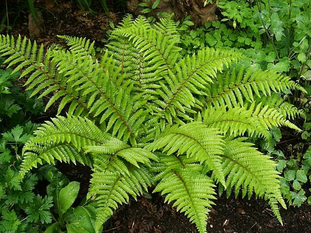 Kapradina japonská - Polystichum polyblepharum