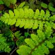 Kapradina japonská - Polystichum polyblepharum