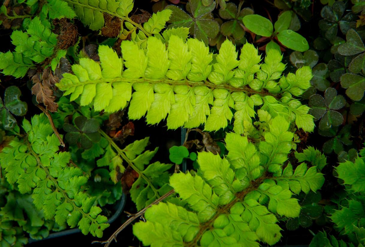 Kapradina japonská - Polystichum polyblepharum