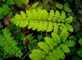 Kapradina japonská - Polystichum polyblepharum