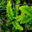 Kapradina japonská - Polystichum polyblepharum