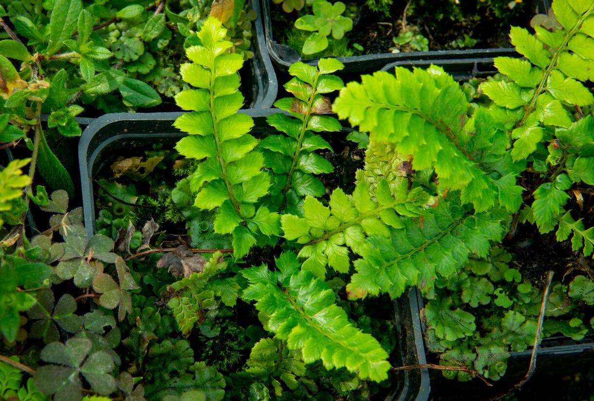 Kapradina japonská - Polystichum polyblepharum