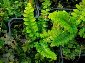 Kapradina japonská - Polystichum polyblepharum