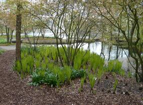 Pérovník pštrosí - Matteuccia struthiopteris